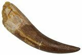 Fossil Plesiosaur (Zarafasaura) Tooth - Morocco #354707-1